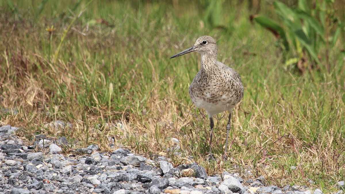 Willet - ML222700191