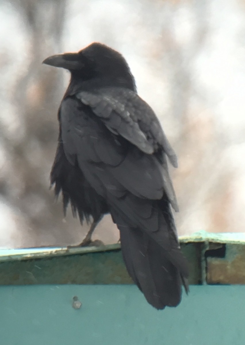 Common Raven - ML222700341