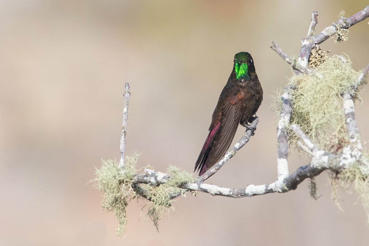 Perija Metaltail - ML222700851