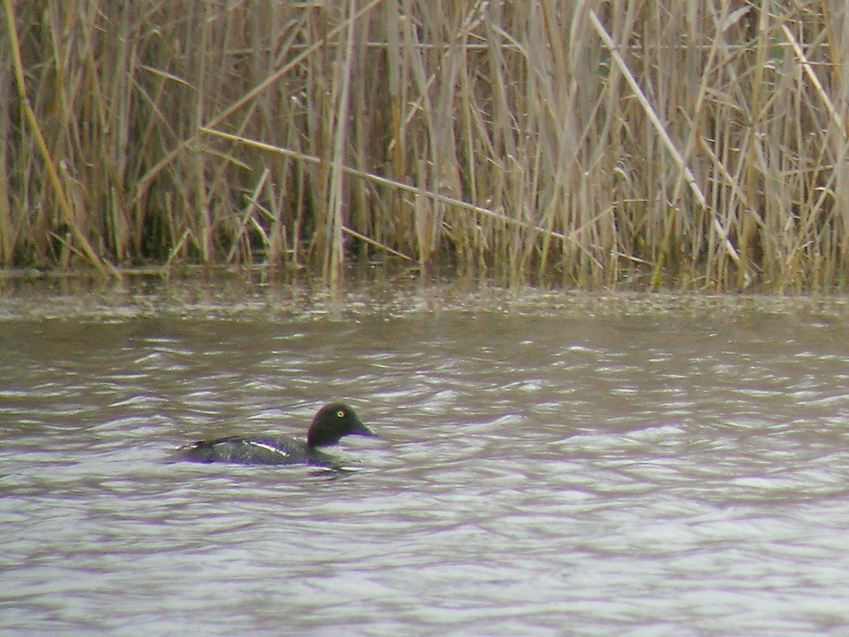 Common Goldeneye - ML222701641