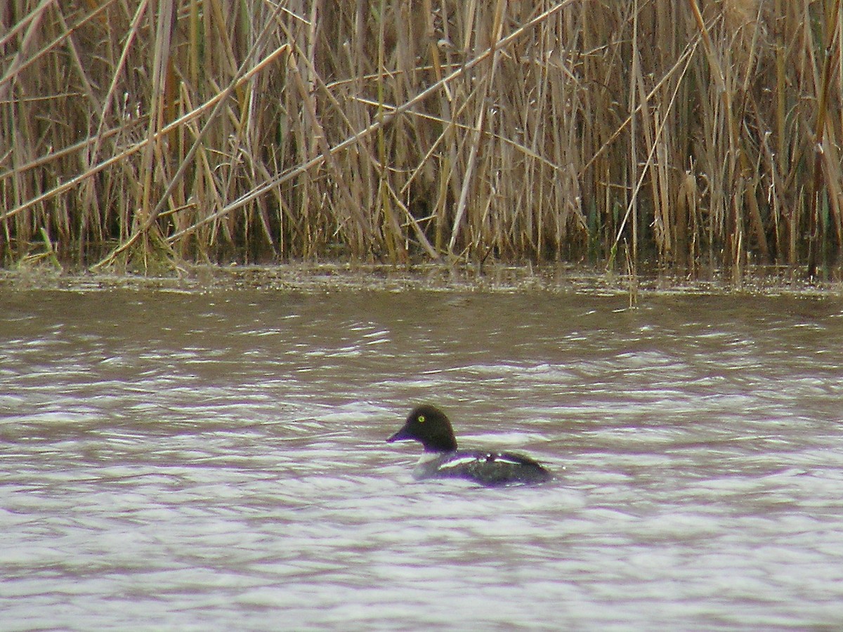 Common Goldeneye - ML222701651