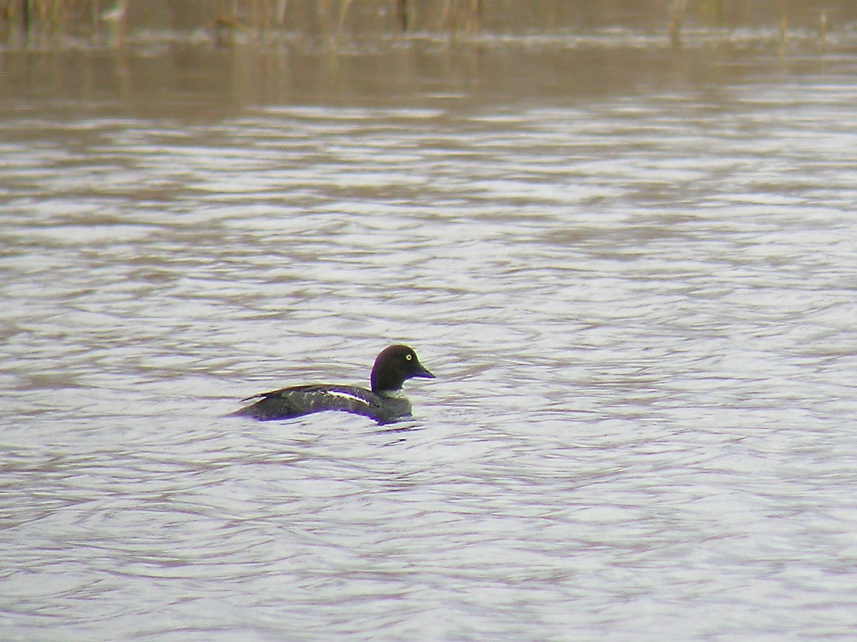 Common Goldeneye - ML222701661