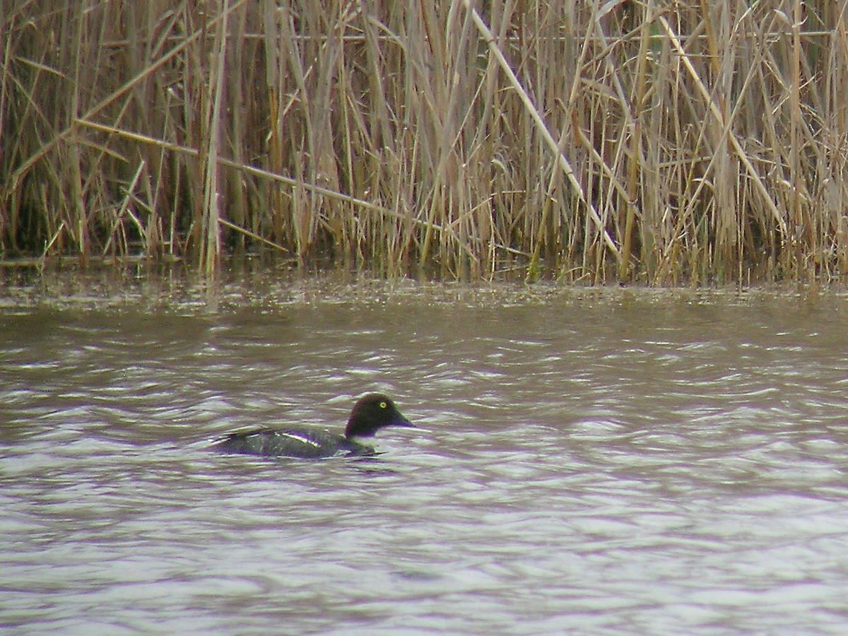 Common Goldeneye - ML222701671