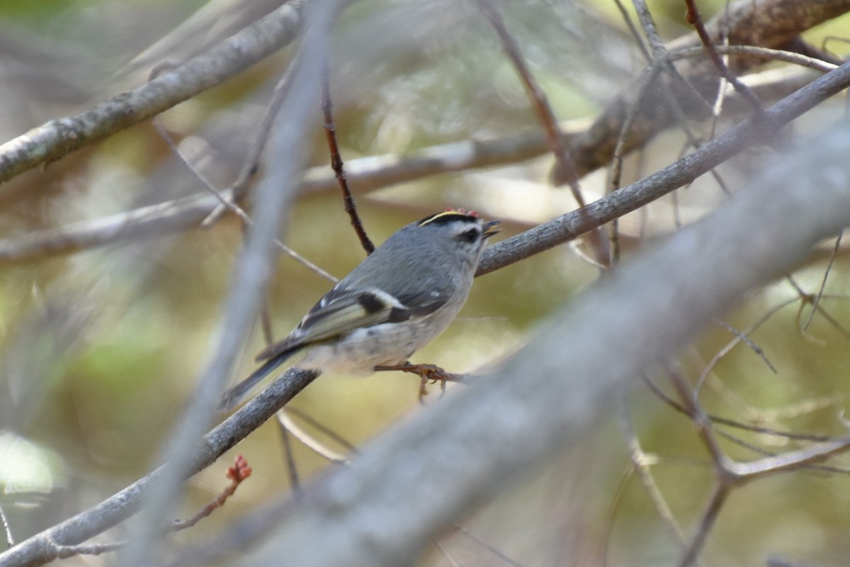 Golden-crowned Kinglet - ML222702591