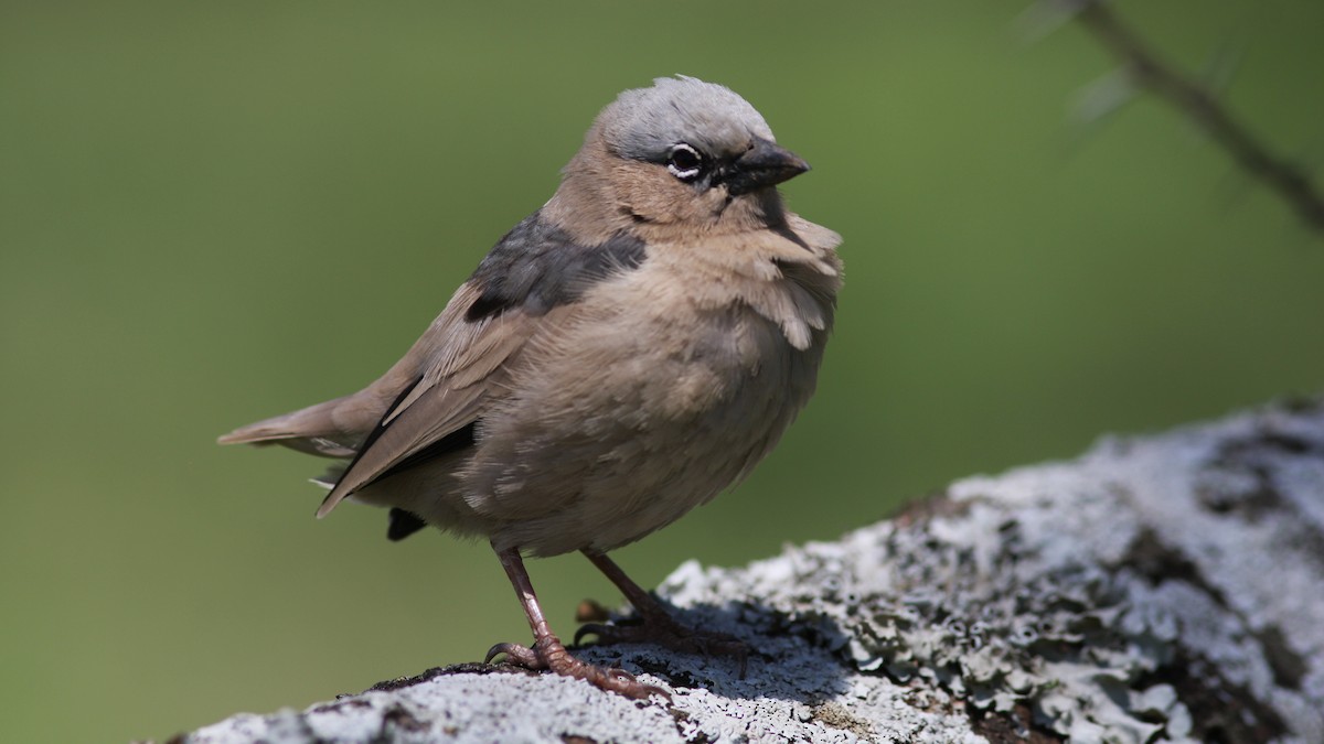 Gray-headed Social-Weaver - Daniel Jauvin