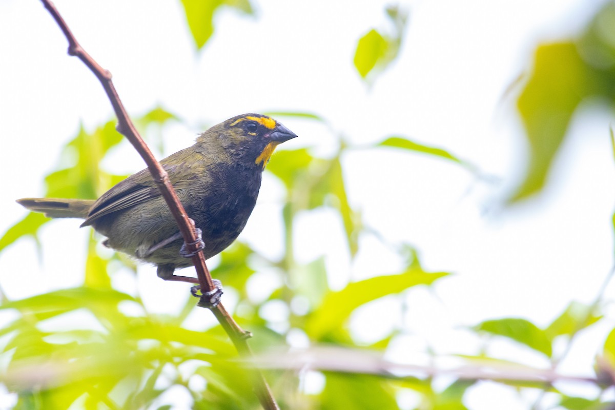 Yellow-faced Grassquit - ML222703531