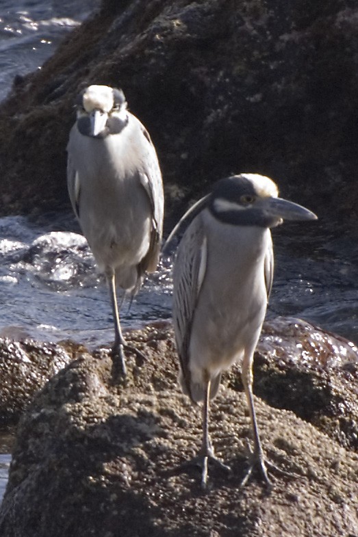 Yellow-crowned Night Heron - Naseem Reza