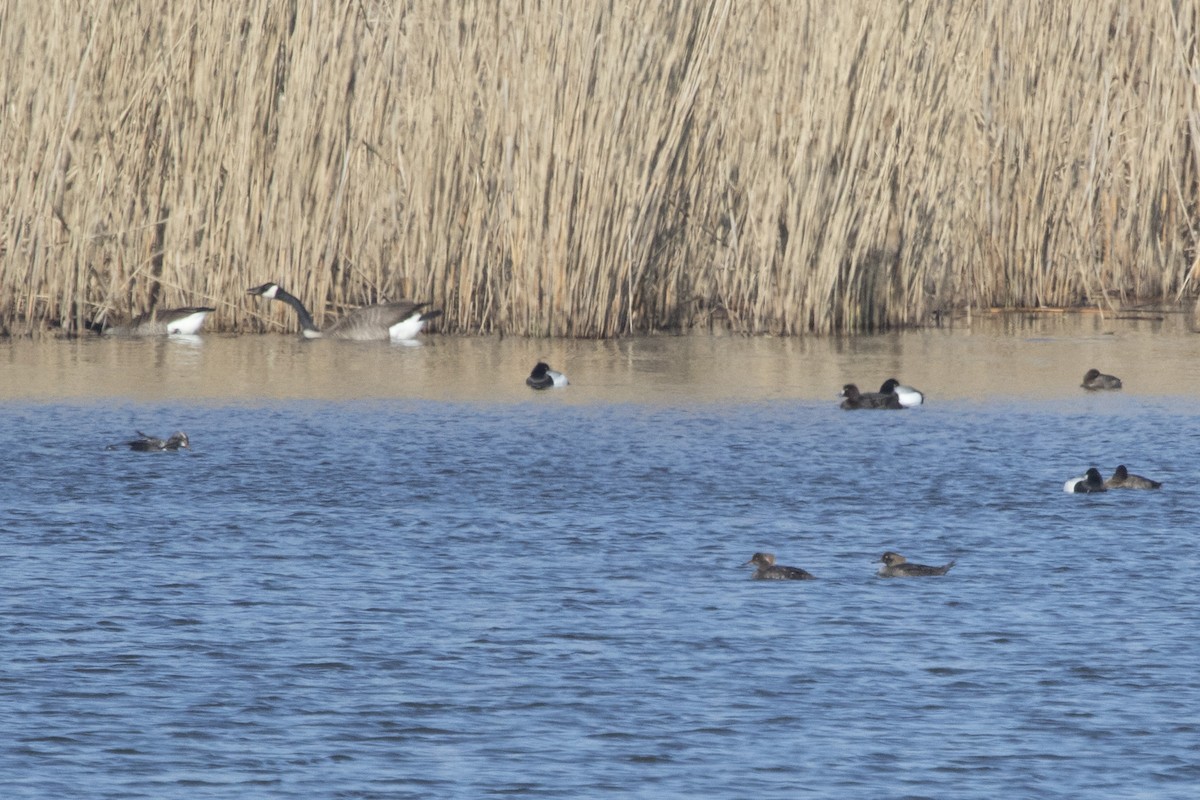 Hooded Merganser - Michael Bowen