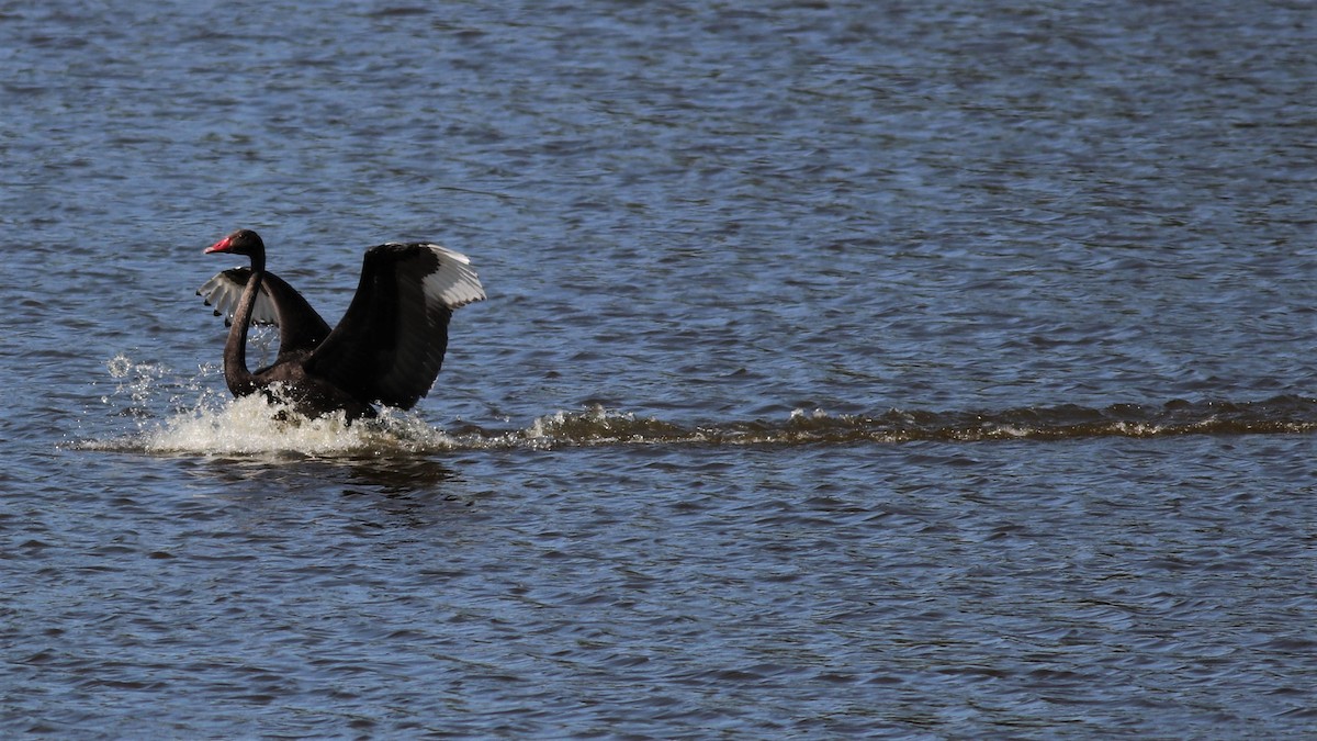 Black Swan - ML222706261