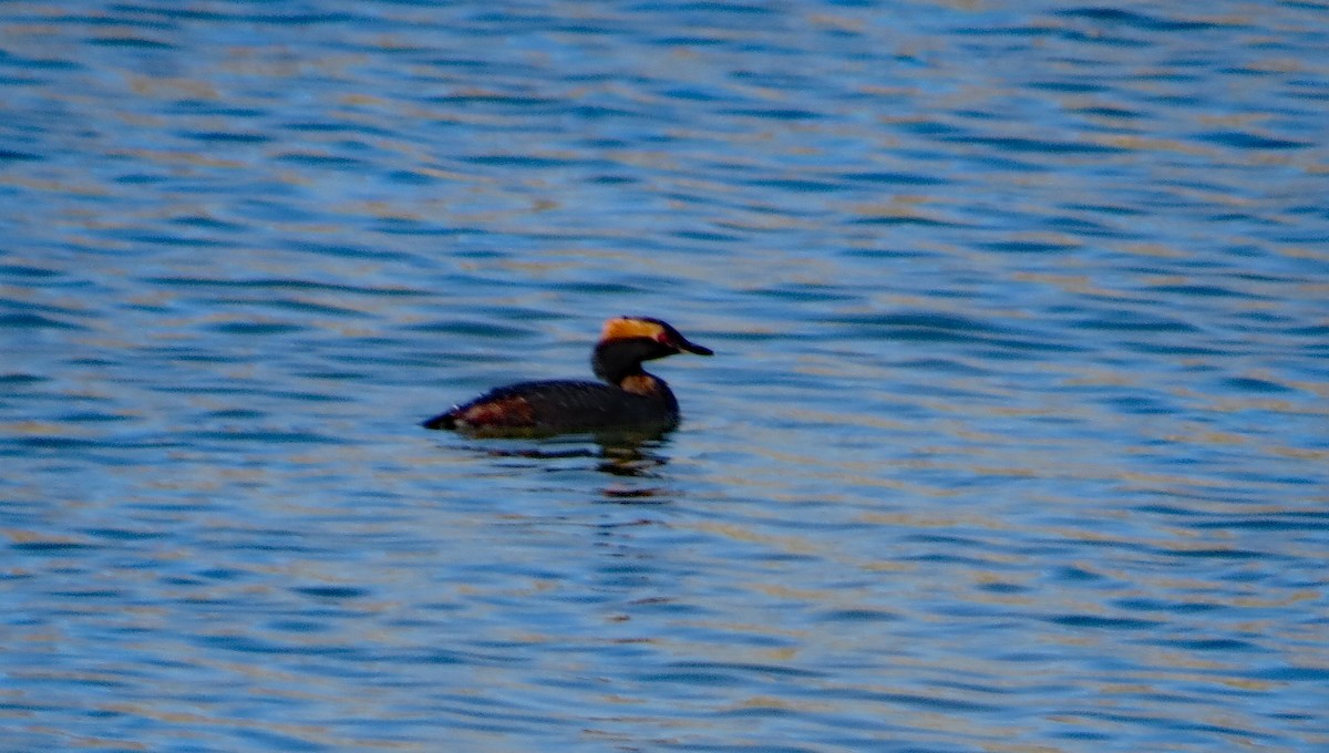 Horned Grebe - ML222706671