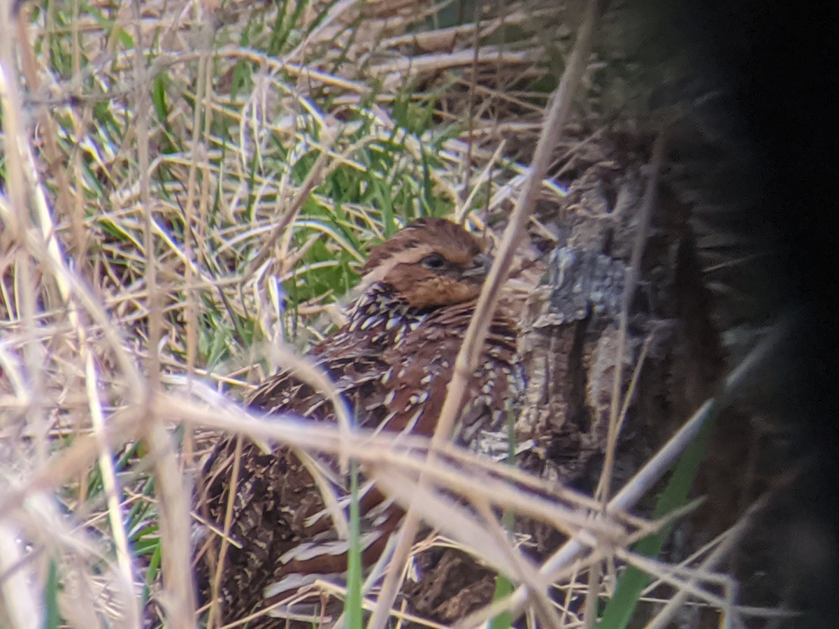 Northern Bobwhite - ML222708151