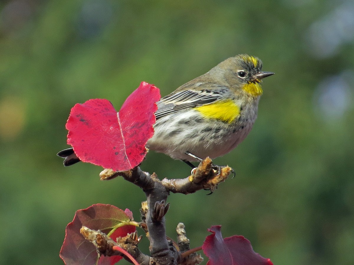 Yellow-rumped Warbler - ML222711021