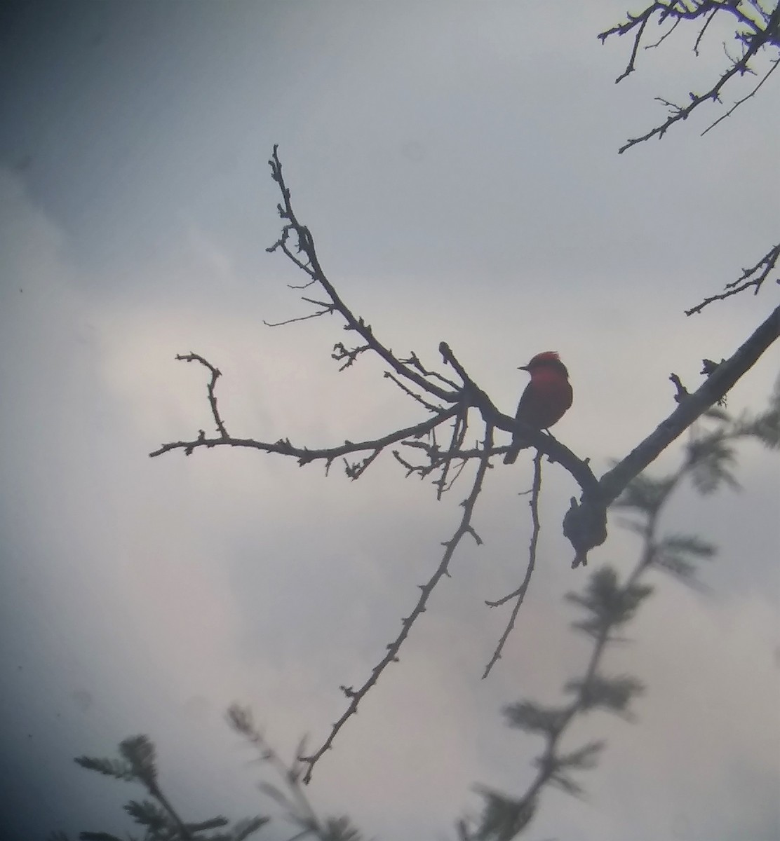 Vermilion Flycatcher - ML222711111