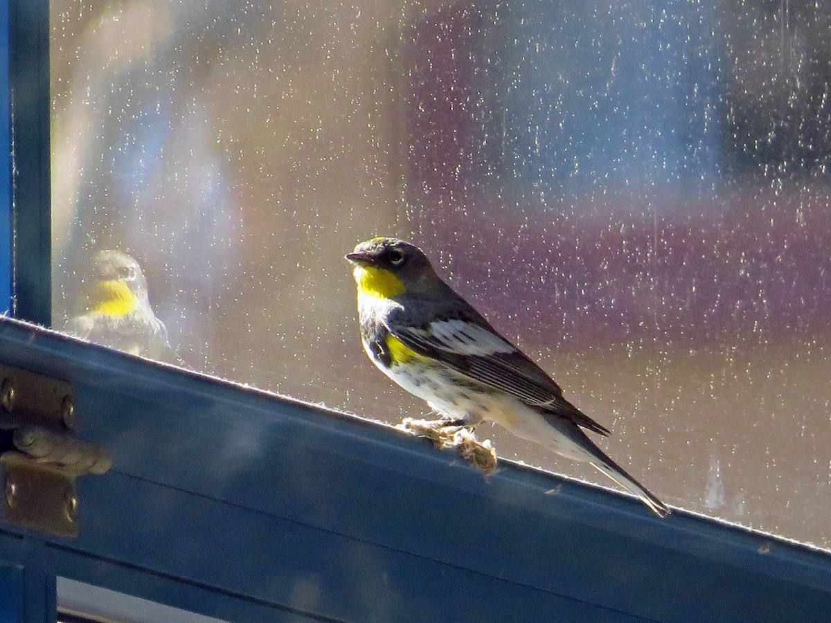 Yellow-rumped Warbler - ML222711241