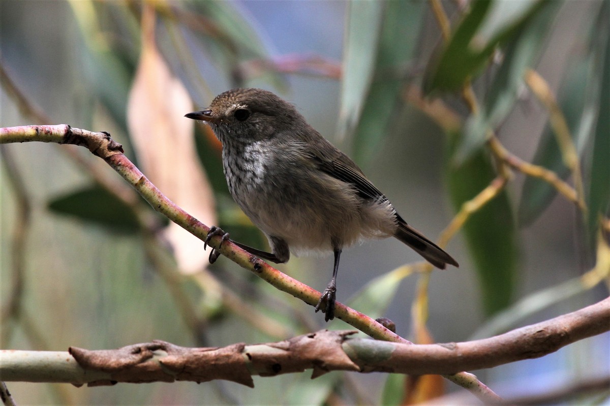 Brown Thornbill - ML222711541