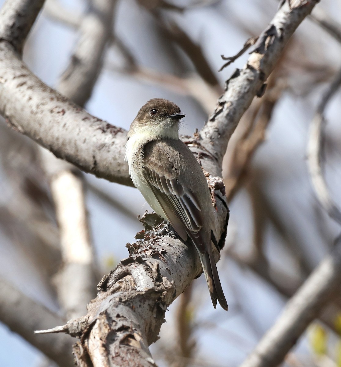 Eastern Phoebe - ML222712361