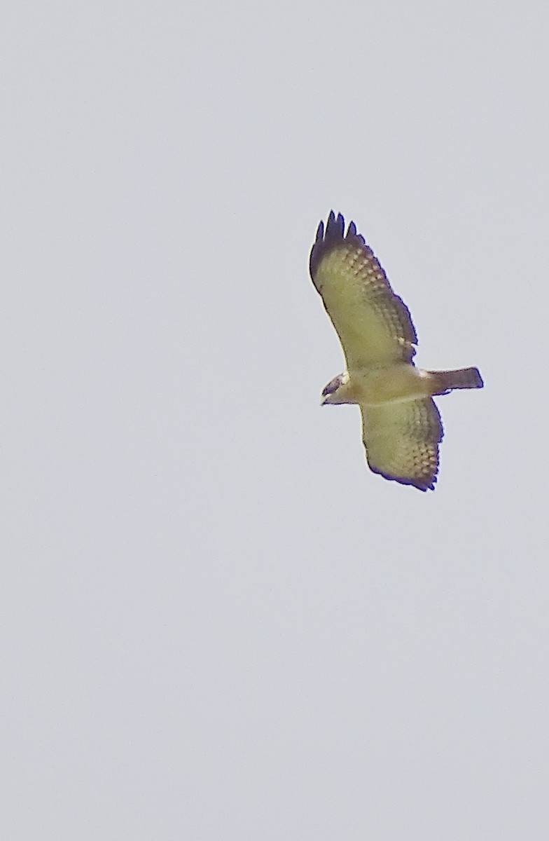 Short-tailed Hawk - ML22271331