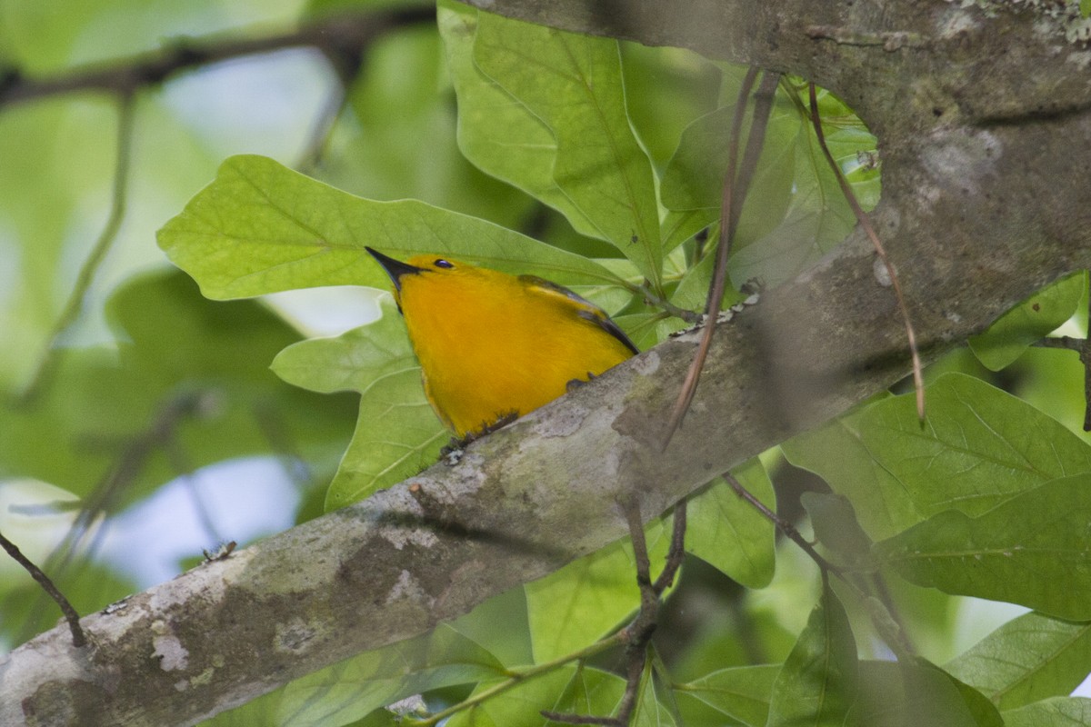 Prothonotary Warbler - Liam Wolff