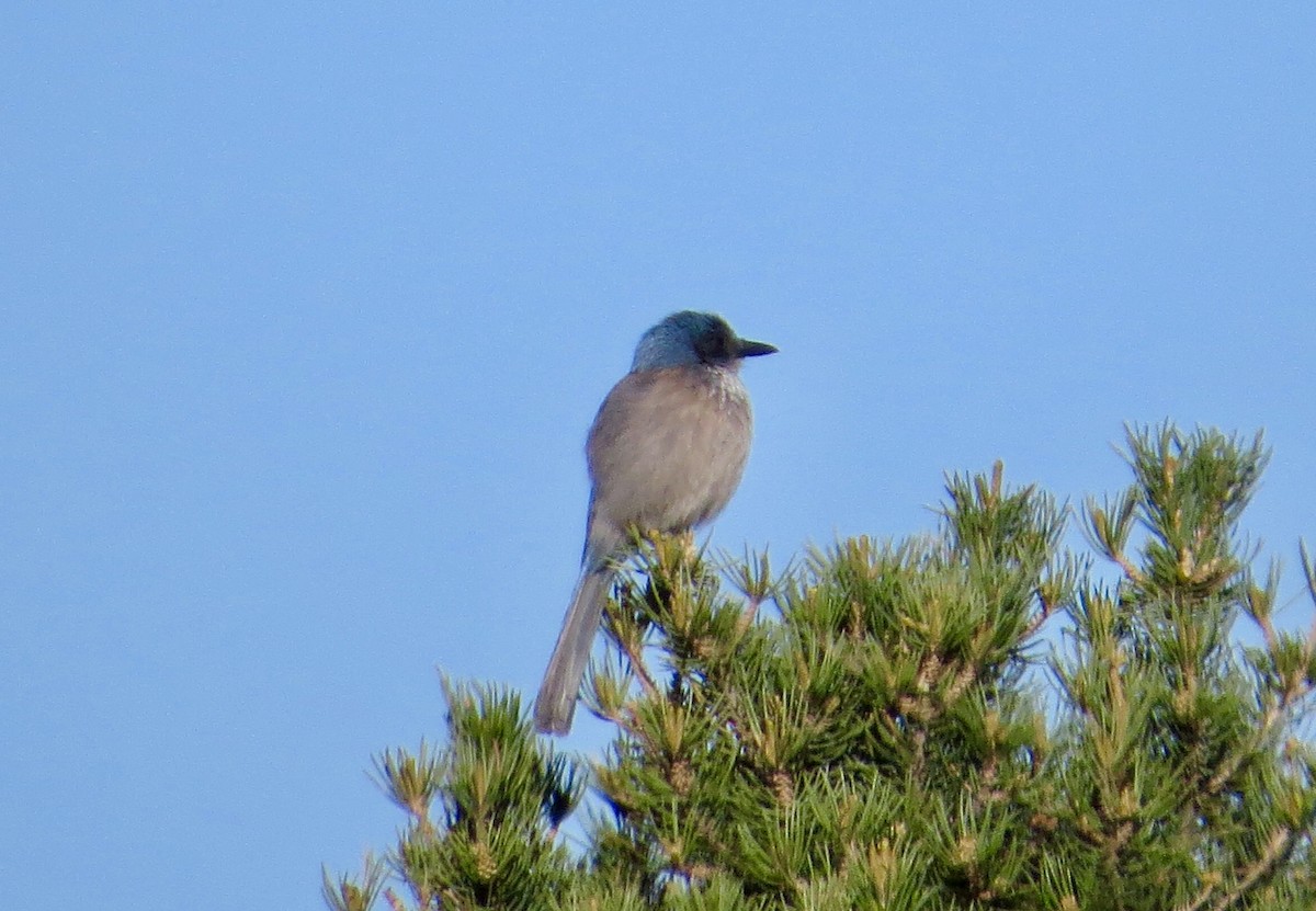 Woodhouse's Scrub-Jay - ML222715781