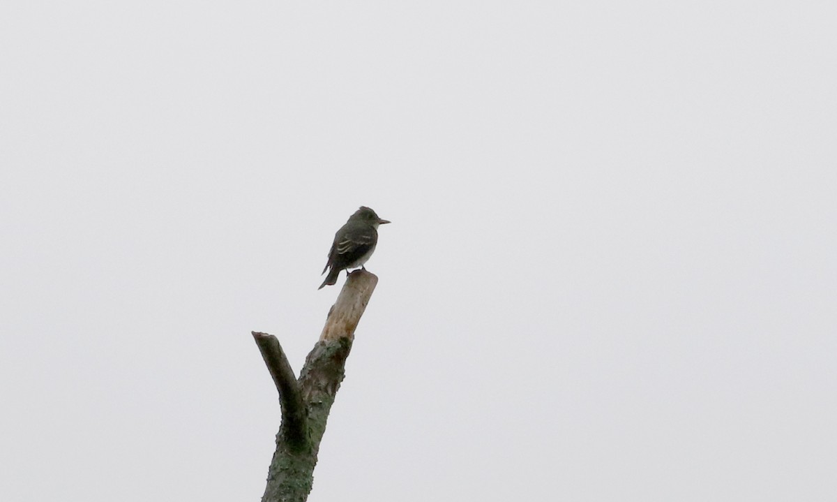 Olive-sided Flycatcher - Jay McGowan