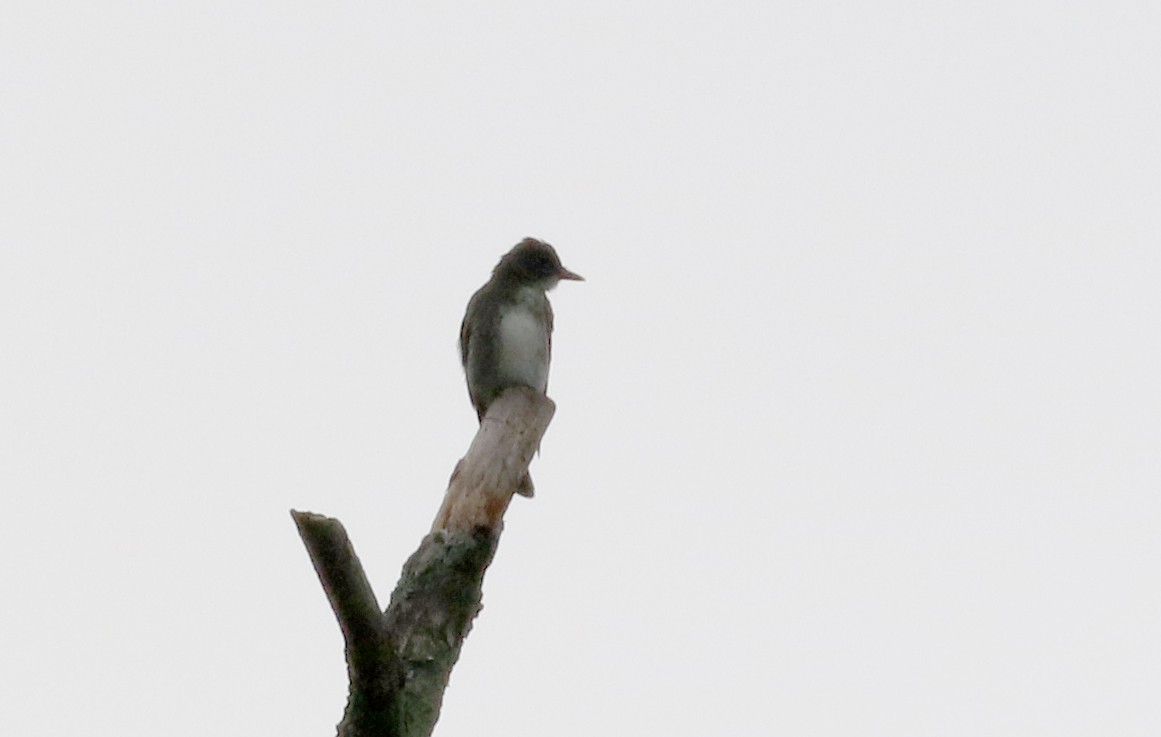 Olive-sided Flycatcher - Jay McGowan