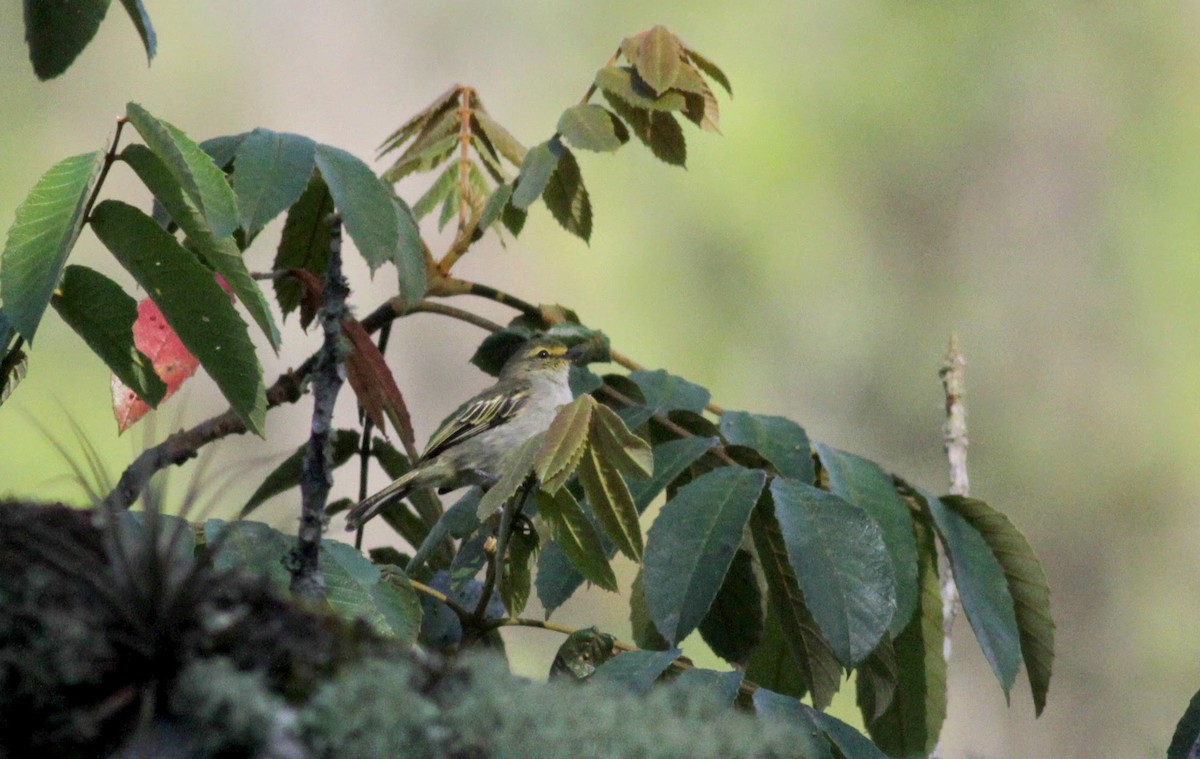 Golden-faced Tyrannulet - Jay McGowan
