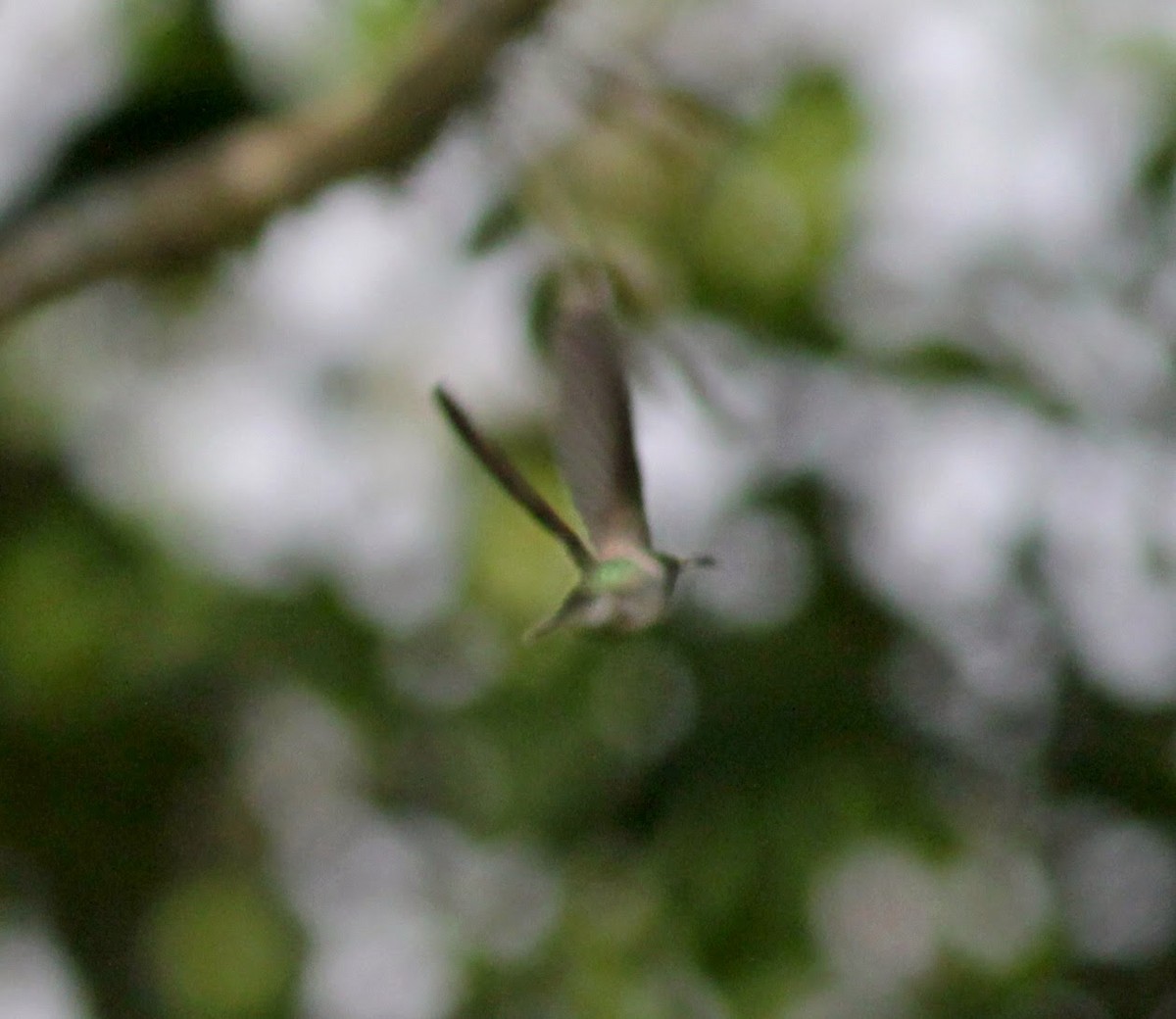kolibřík vidloocasý - ML22271971