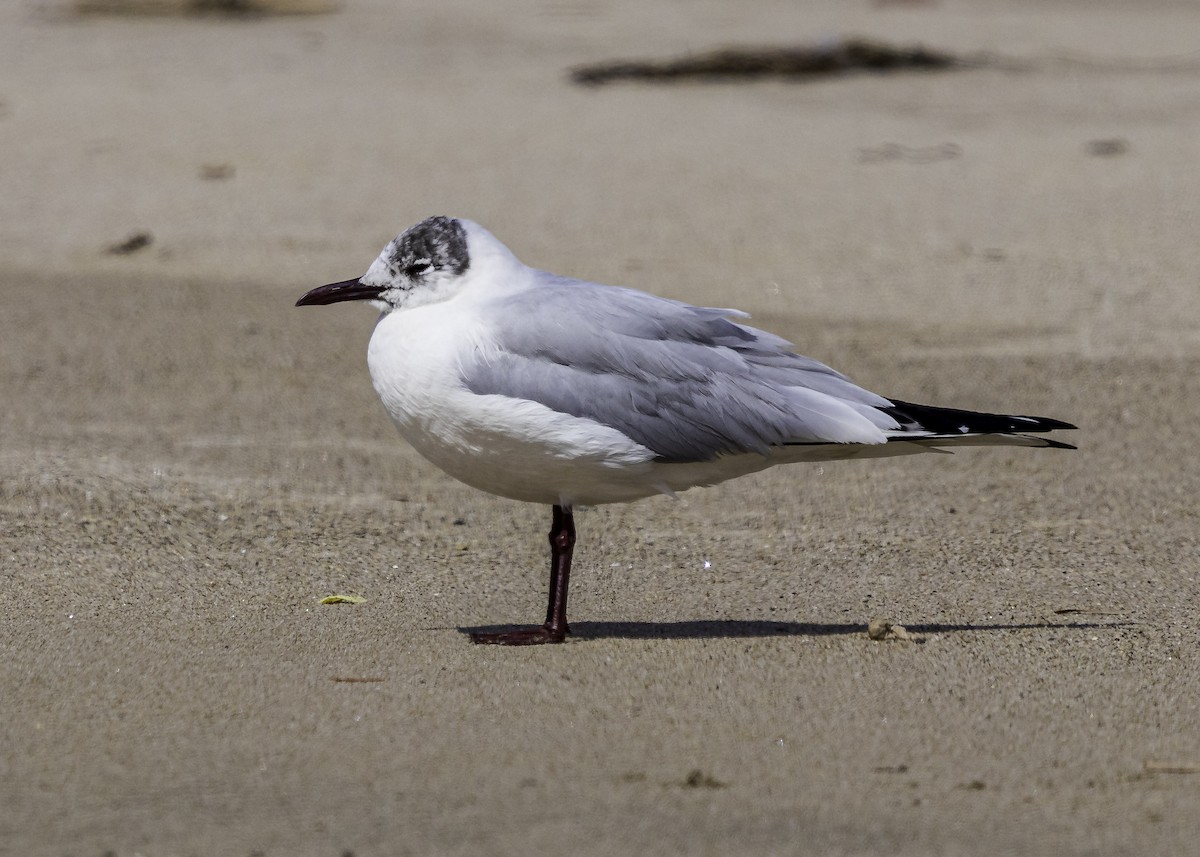 Mouette rieuse - ML222721751