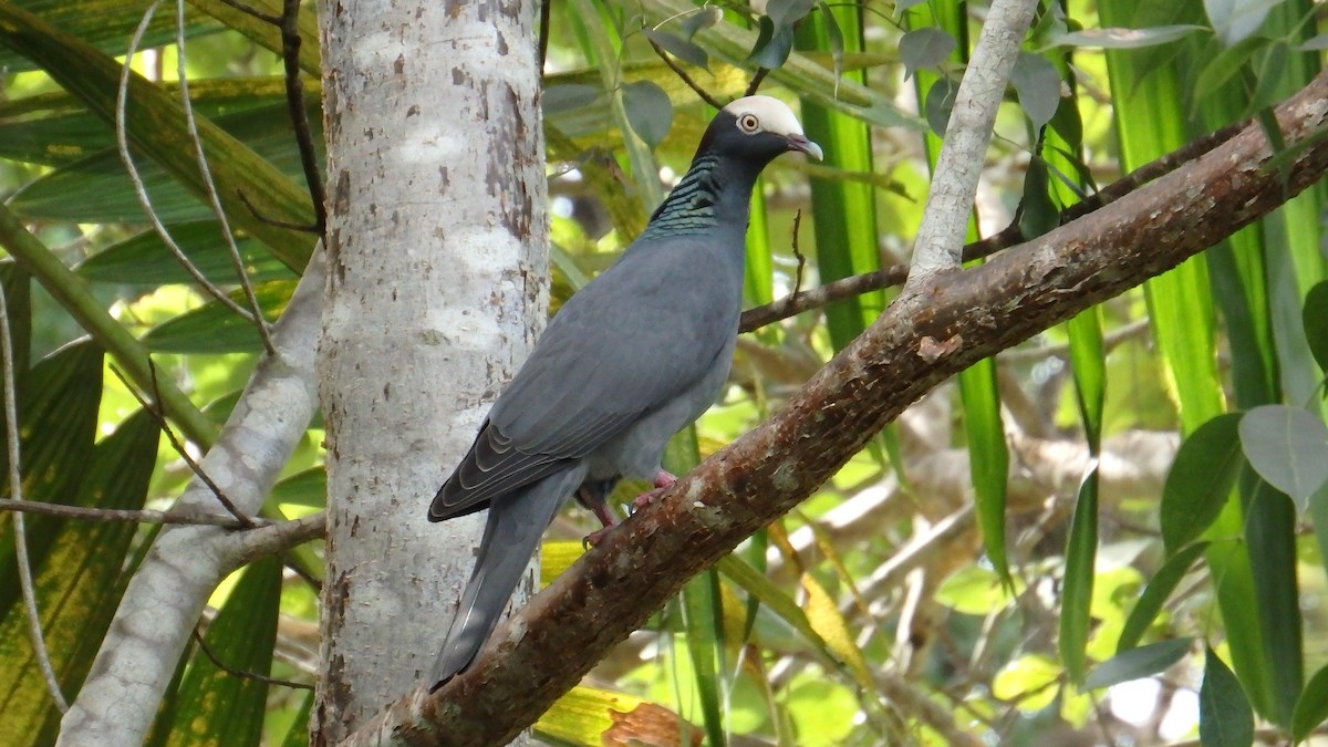 White-crowned Pigeon - Erika Gates