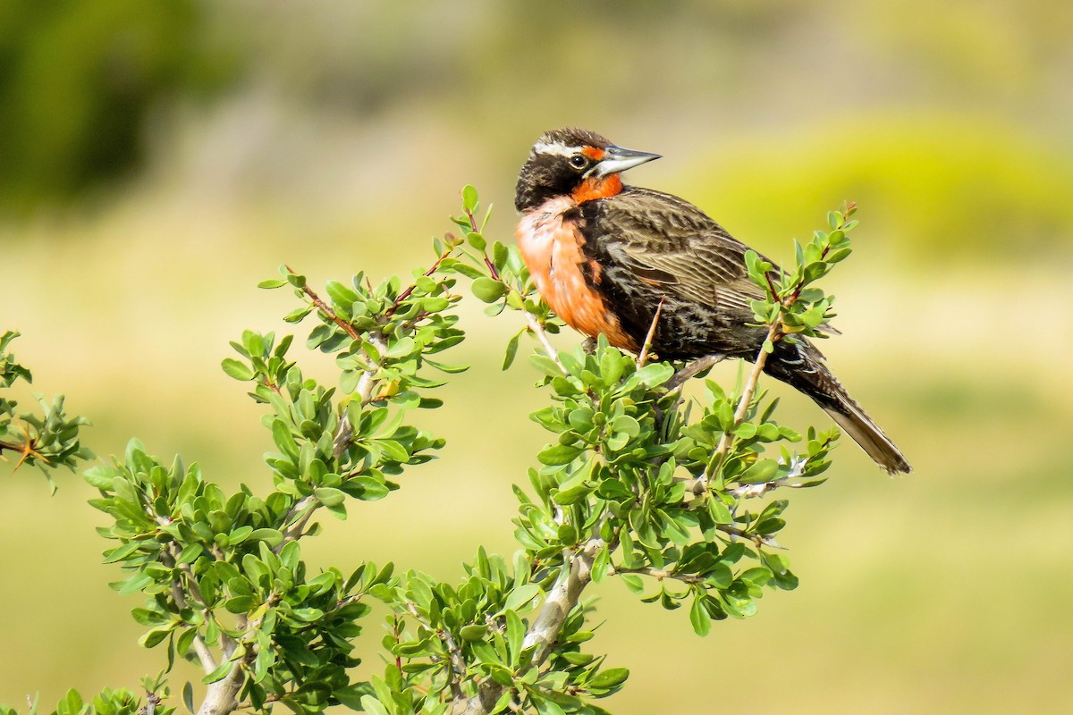 Long-tailed Meadowlark - ML222722721