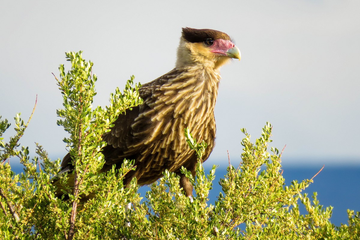 Crested Caracara (Southern) - ML222722801