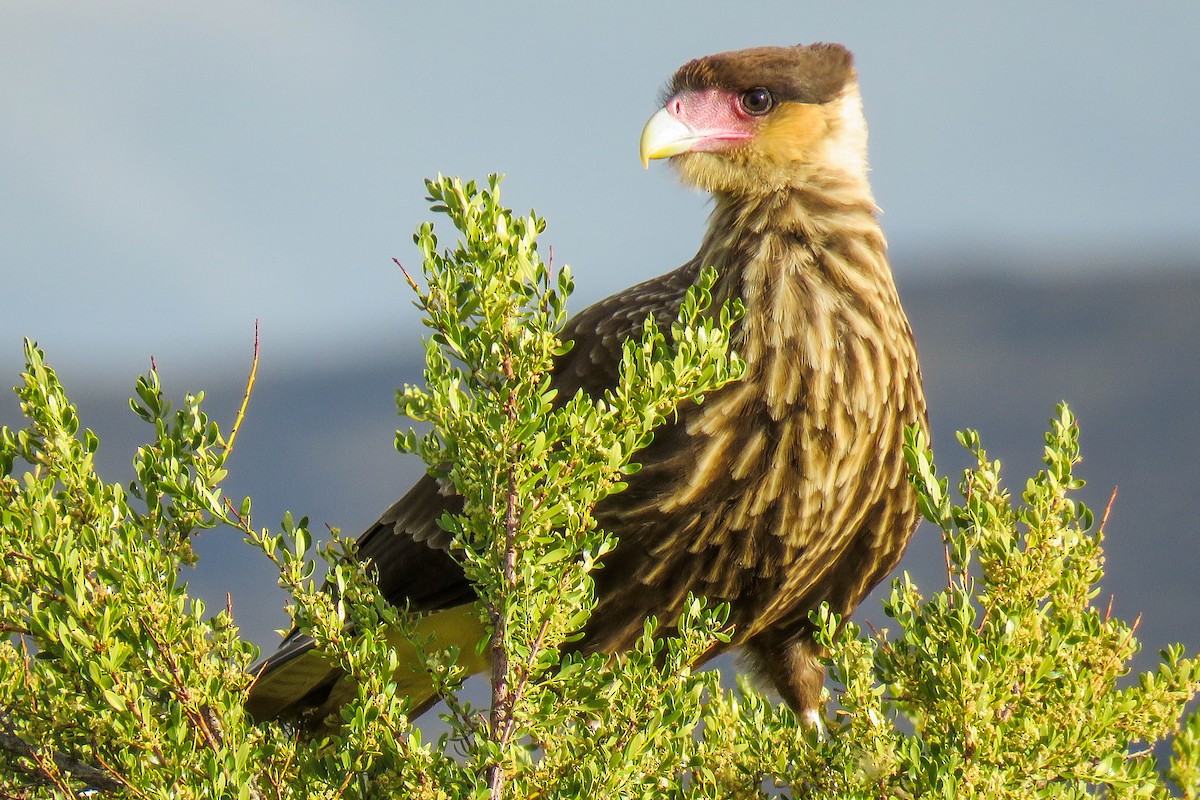 Crested Caracara (Southern) - ML222722811