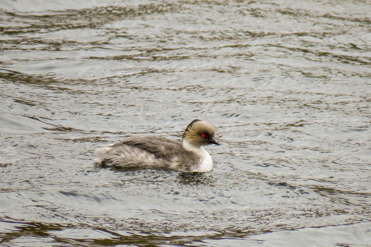 Silvery Grebe - ML222722831