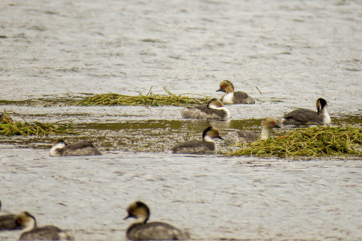 Silvery Grebe - Maria del Castillo