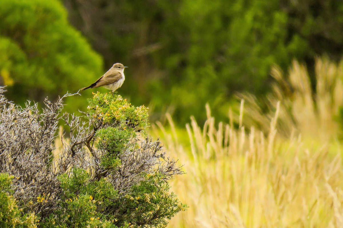 Spot-billed Ground-Tyrant - ML222722851