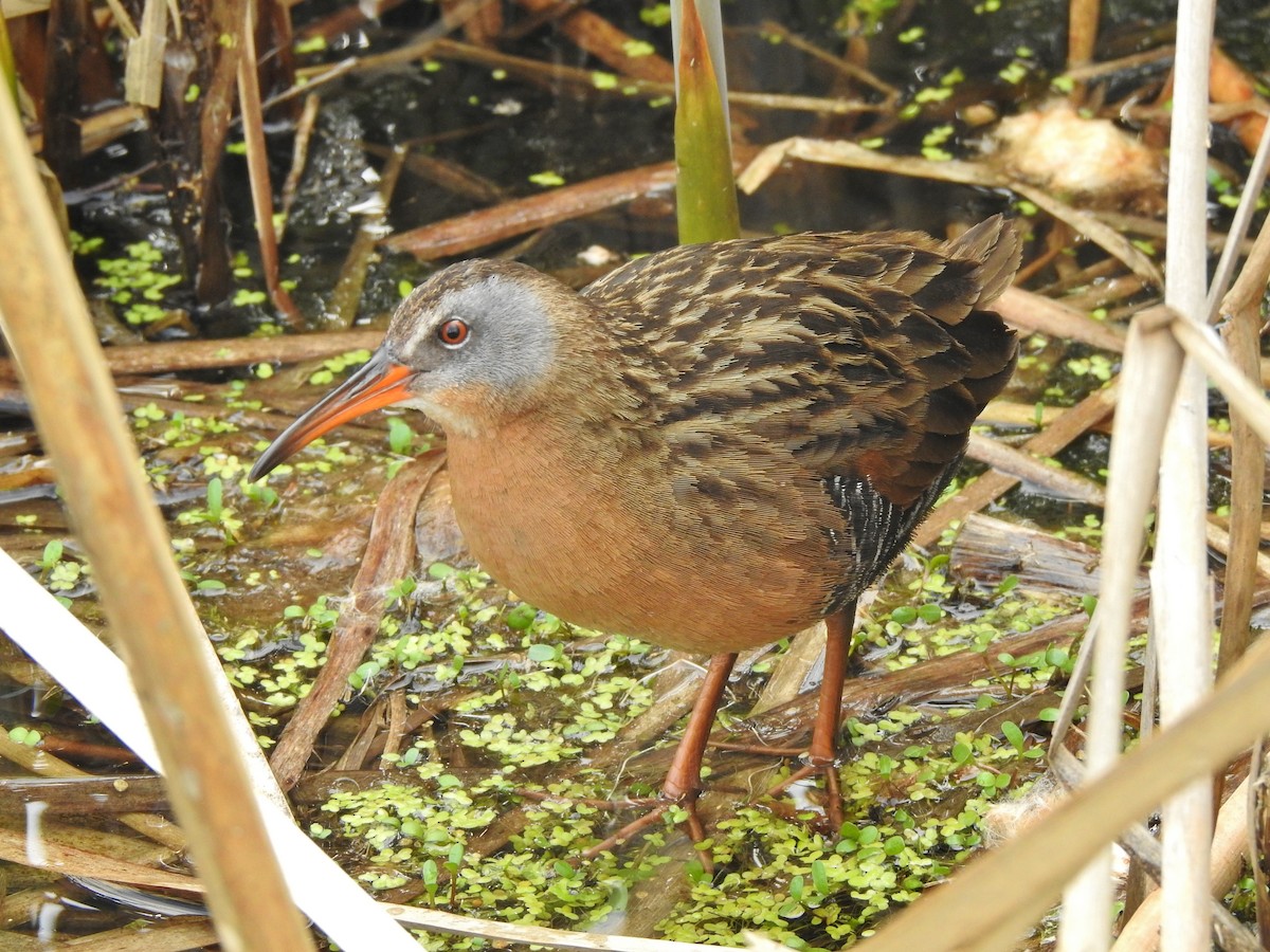 Virginia Rail - Kent Miller