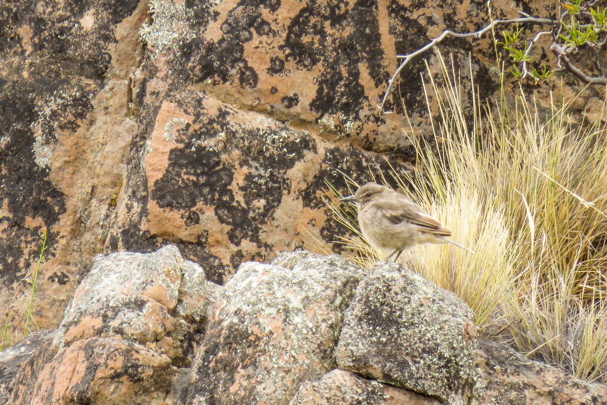 Black-billed Shrike-Tyrant - ML222723011