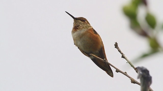 hummingbird sp. - ML222723311