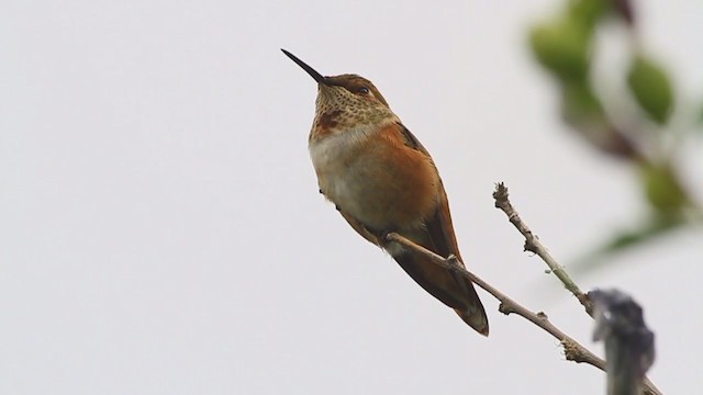 ハチドリ科 - eBird