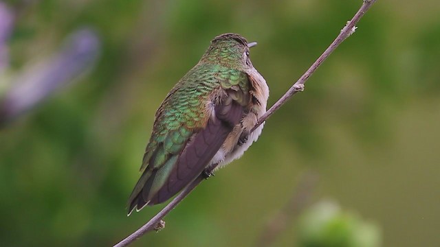hummingbird sp. - ML222723331