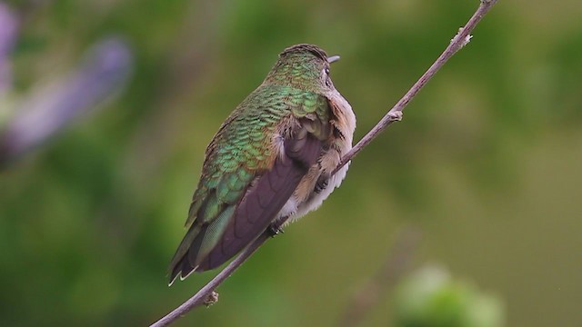 ハチドリ科 - eBird