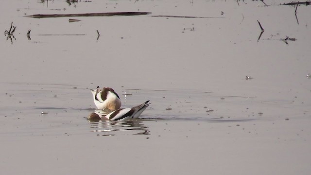 American Avocet - ML222723371