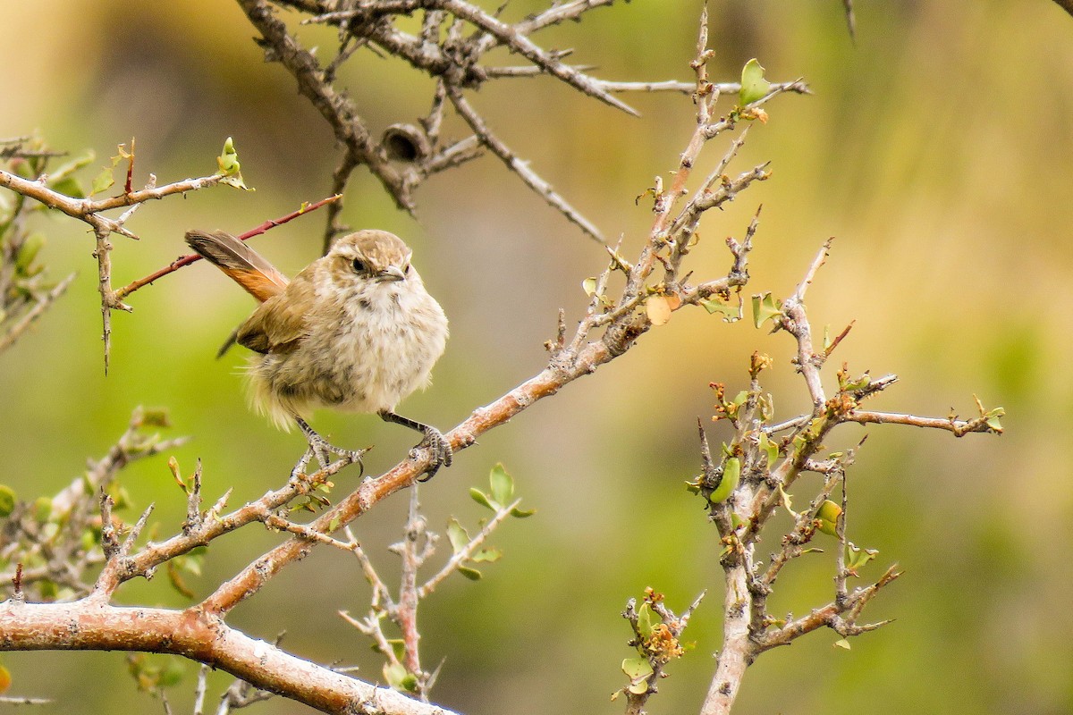 Band-tailed Earthcreeper - ML222723381