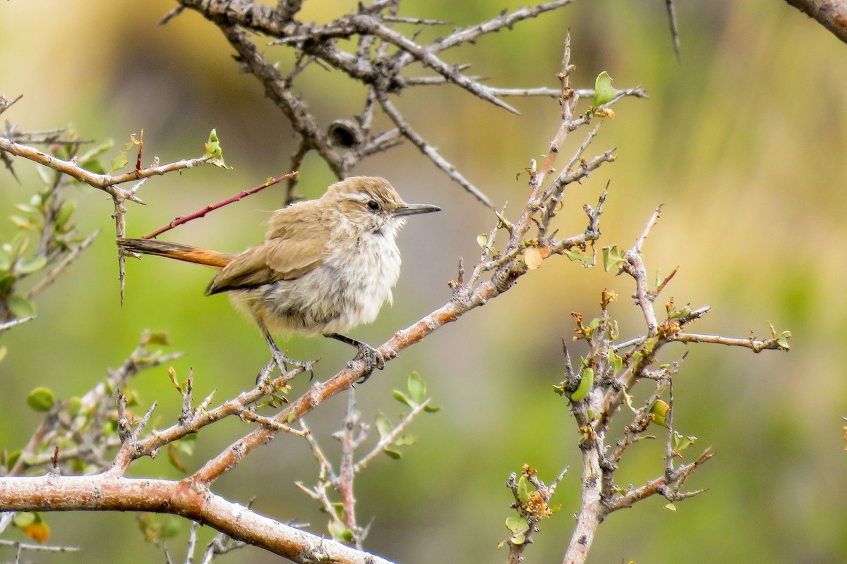 Band-tailed Earthcreeper - ML222723391