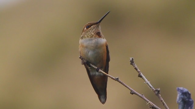 hummingbird sp. - ML222723431