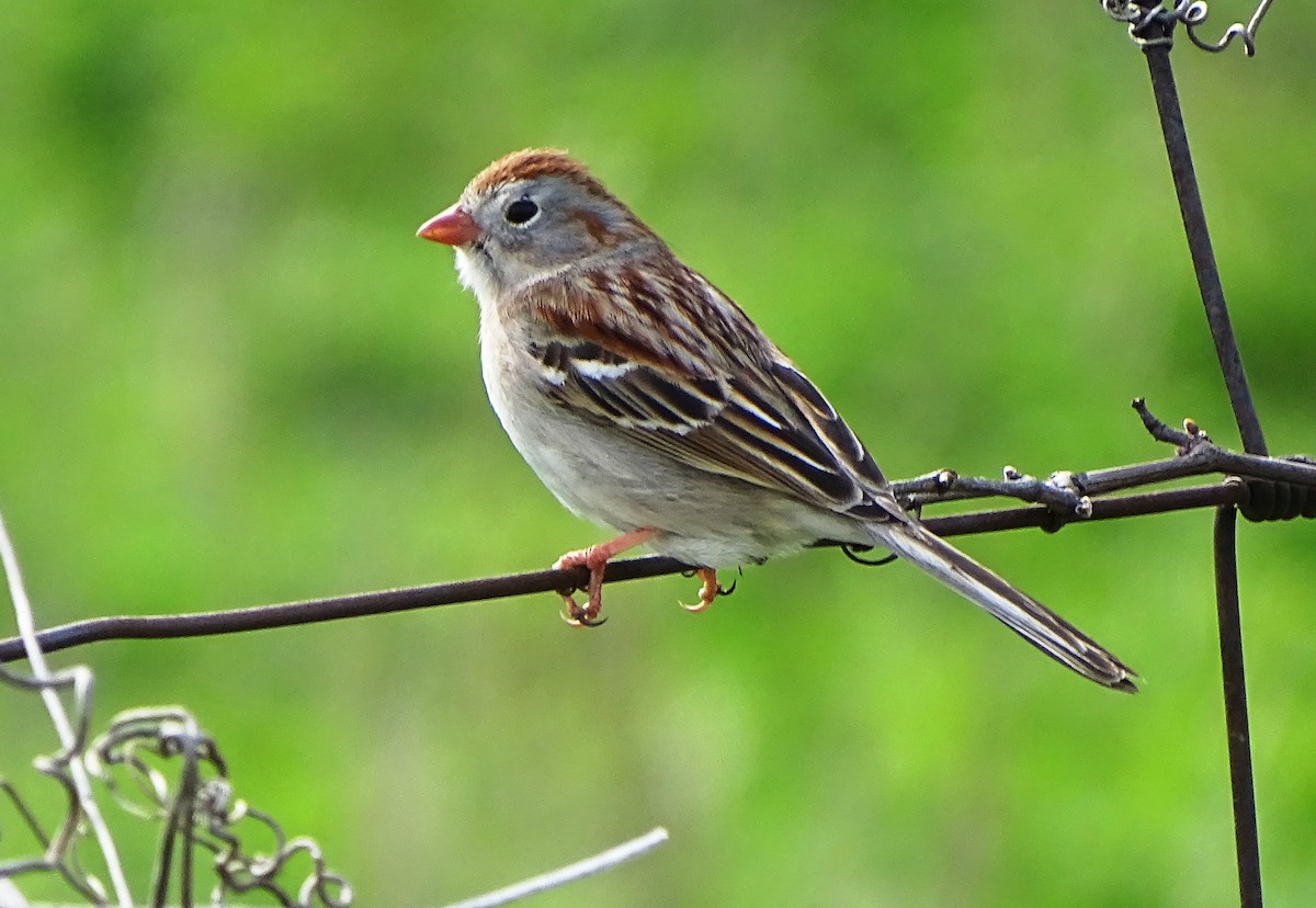 Field Sparrow - ML222724041