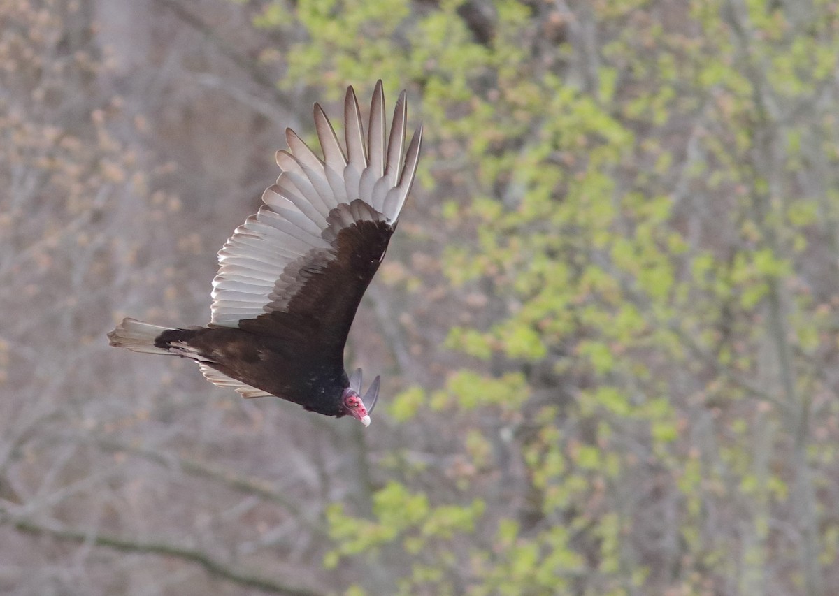 Turkey Vulture - ML222724741