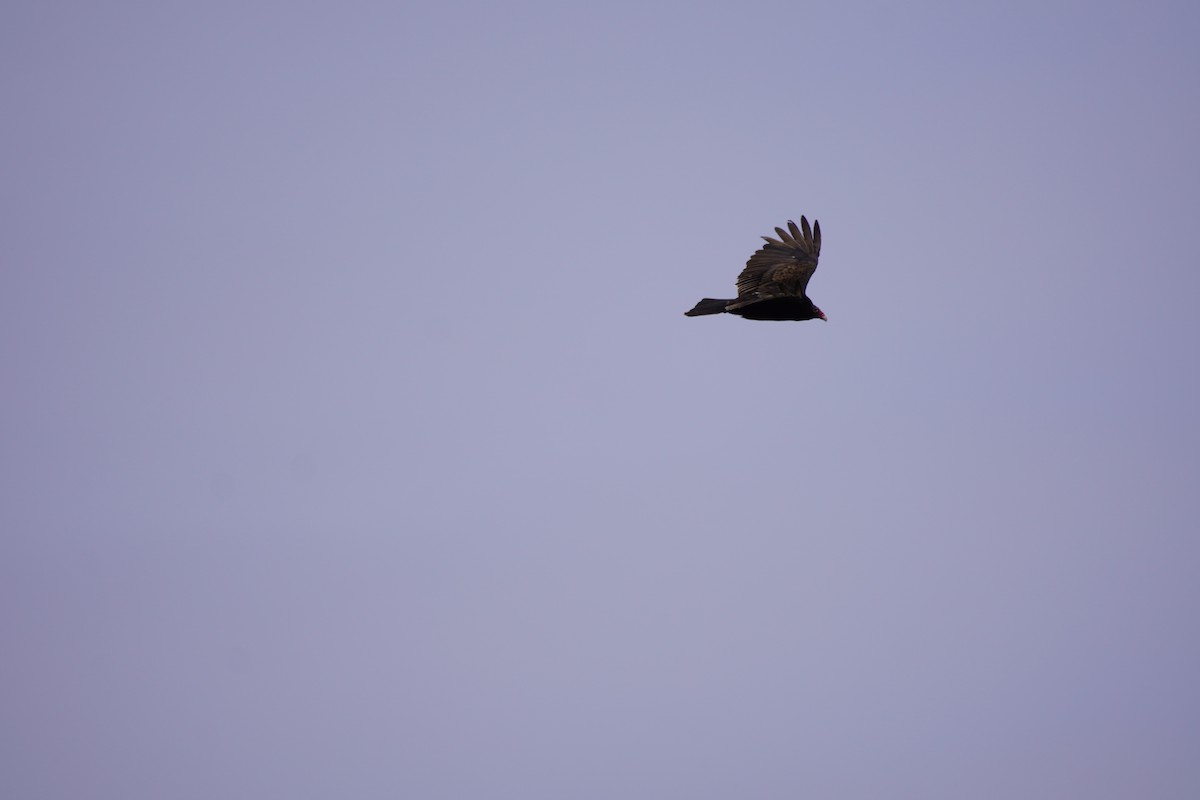 Urubu à tête rouge - ML222725071