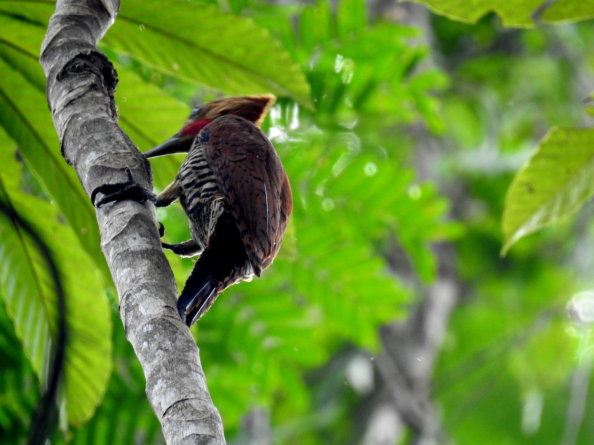 Ringed Woodpecker - ML222727141