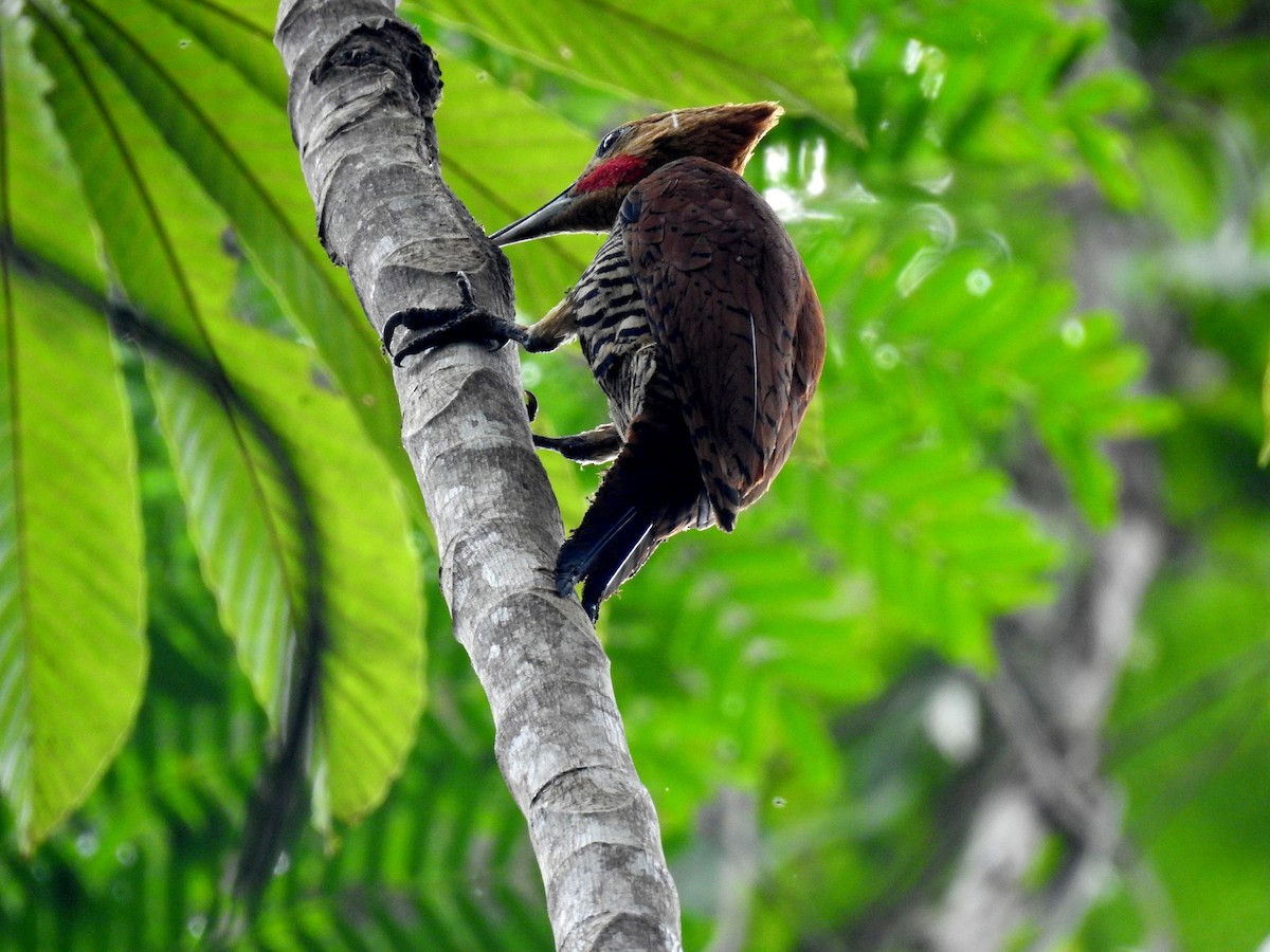 Ringed Woodpecker - ML222727191